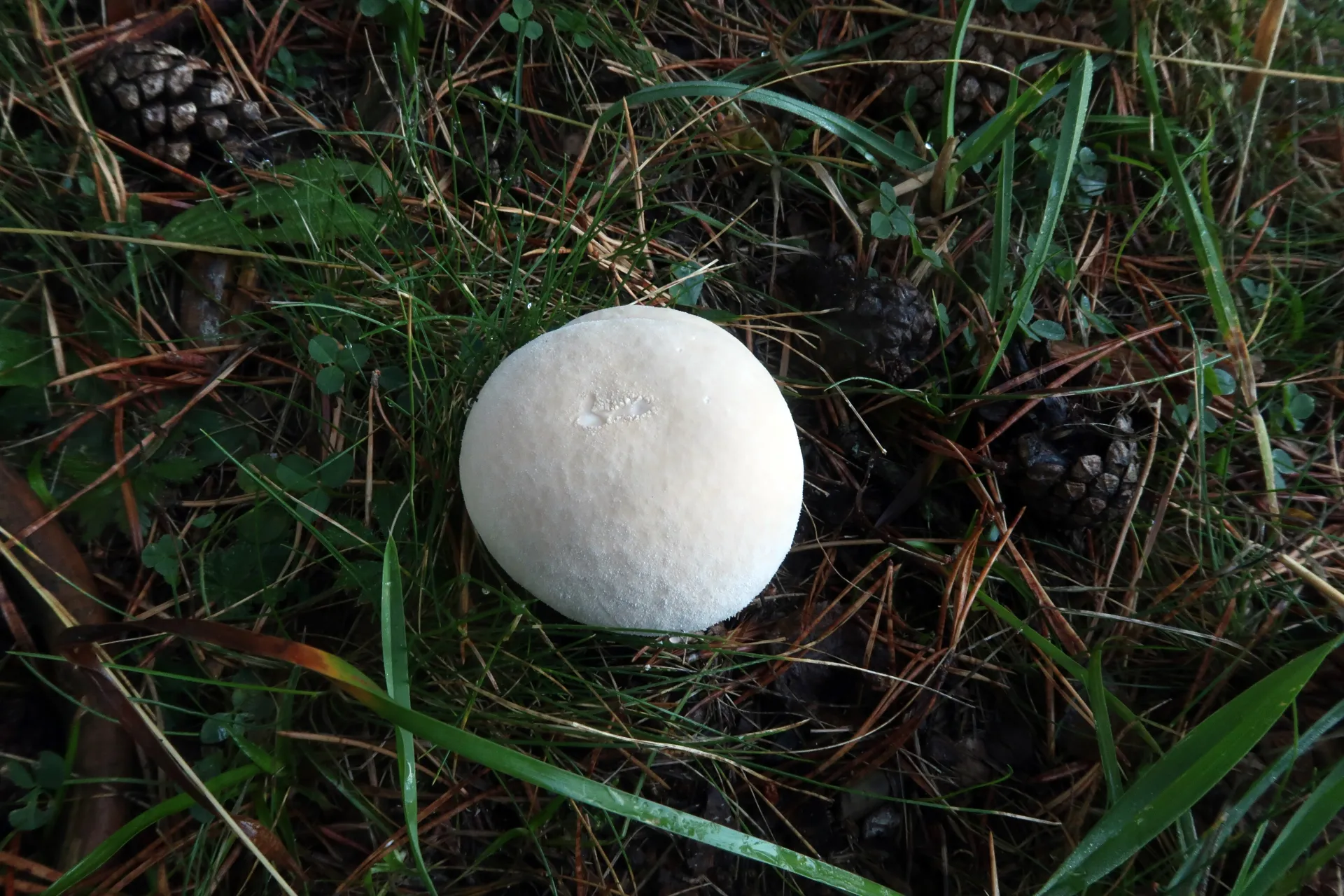 Lycoperdon excipuliforme - 1 - IMG_7418
